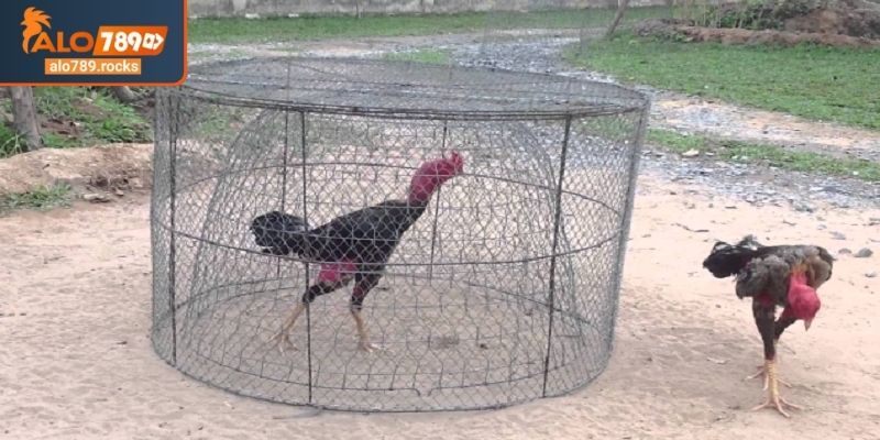 Cách nuôi gà đá ALO789 huấn luyện kỹ năng chiến đấu điêu luyện