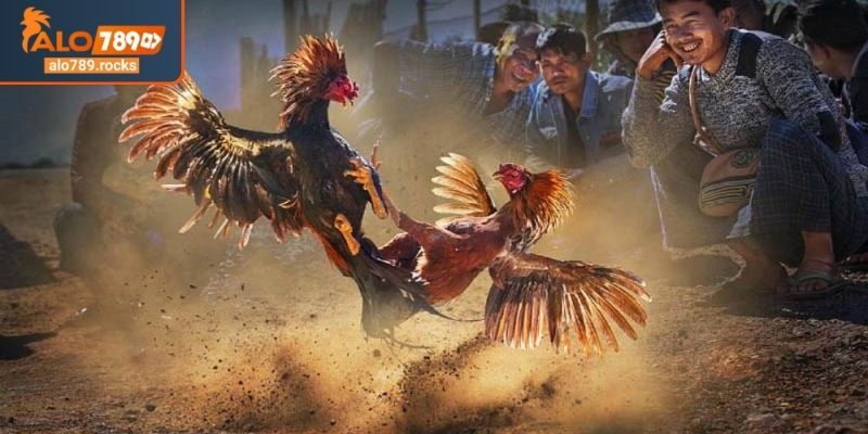 Sức hút đặc biệt của đá gà chọi C1 ALO789
