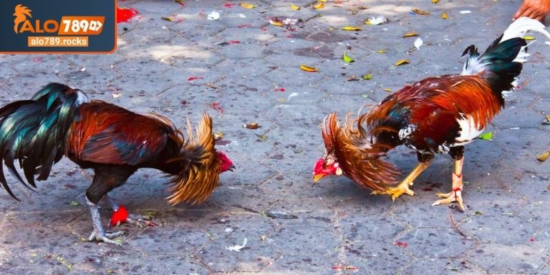 Phân hạng theo trọng lượng đá gà đòn ALO789